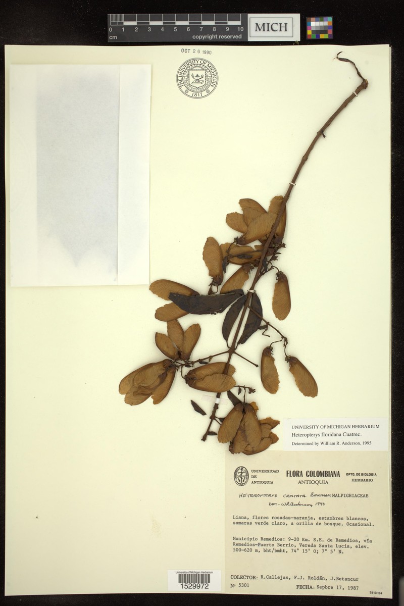Heteropterys floridana photo 4