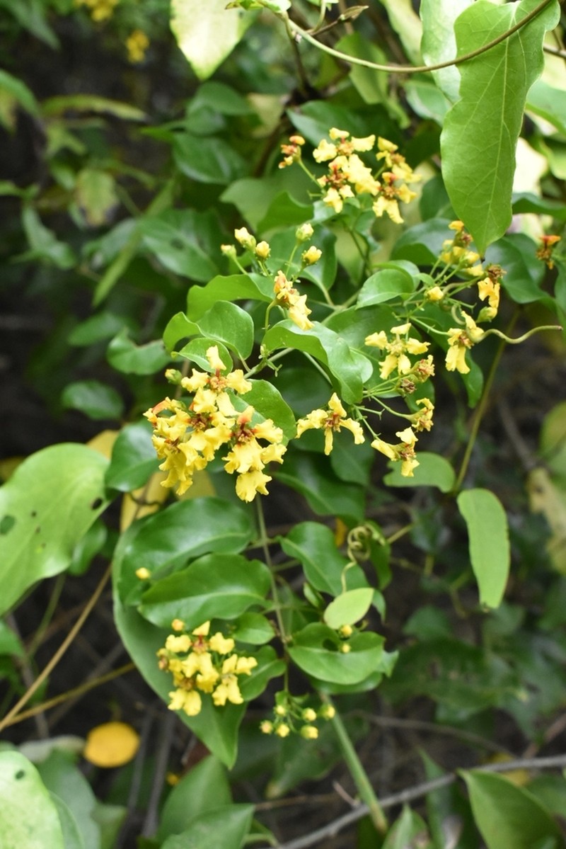 Heteropterys fluminensis