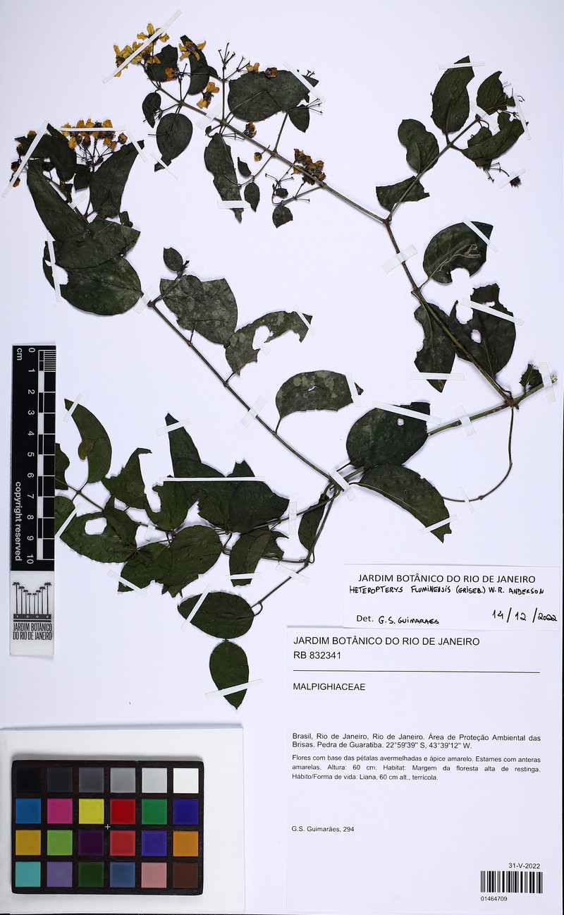 Heteropterys fluminensis photo 2