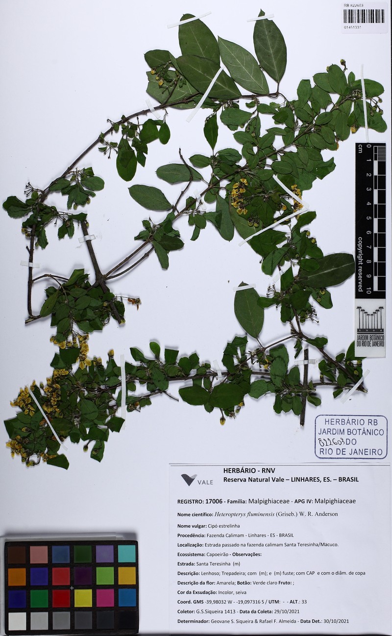 Heteropterys fluminensis photo 3