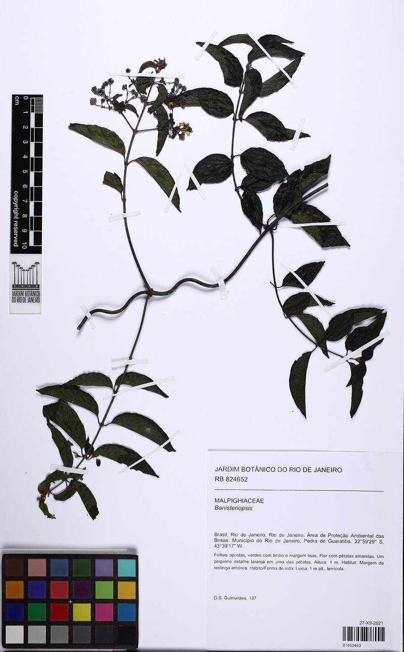 Heteropterys fluminensis photo 4