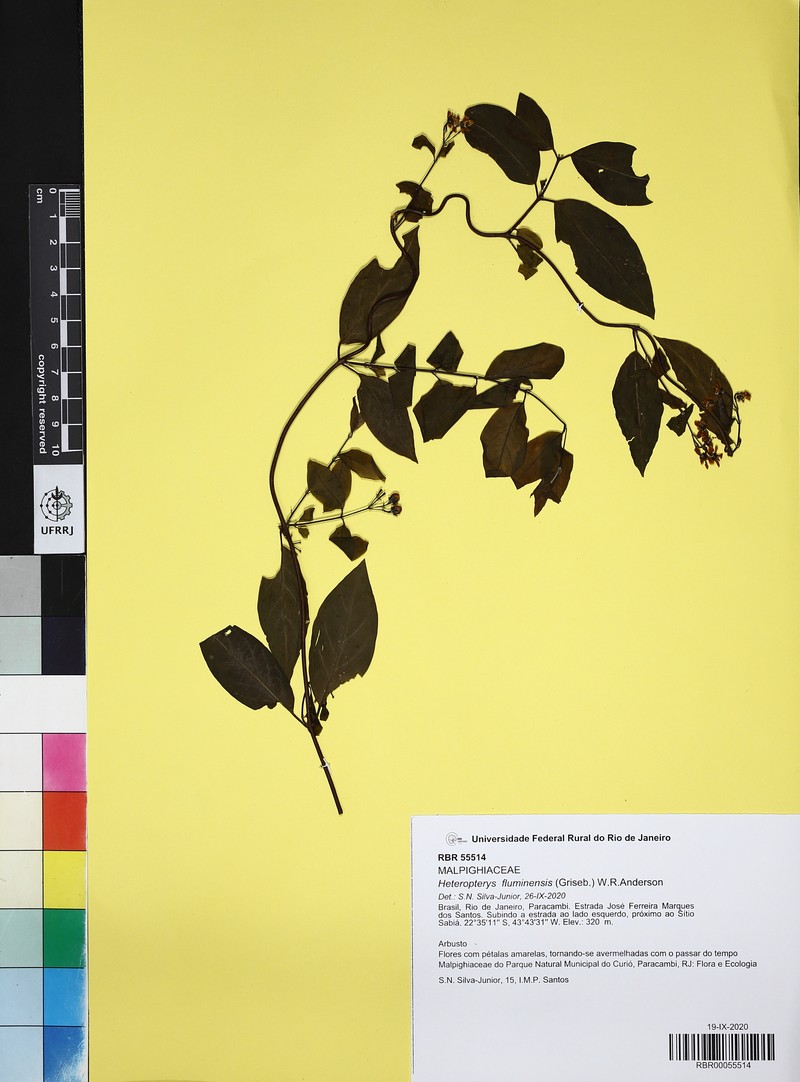 Heteropterys fluminensis photo 5
