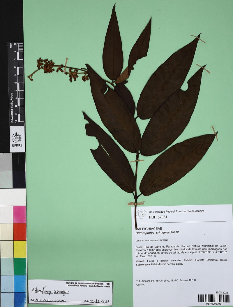 Heteropterys fragilis