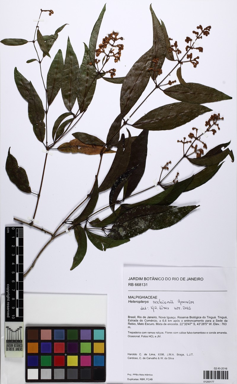 Heteropterys fragilis photo 2