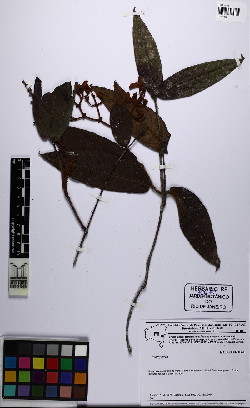 Heteropterys fragilis photo 3