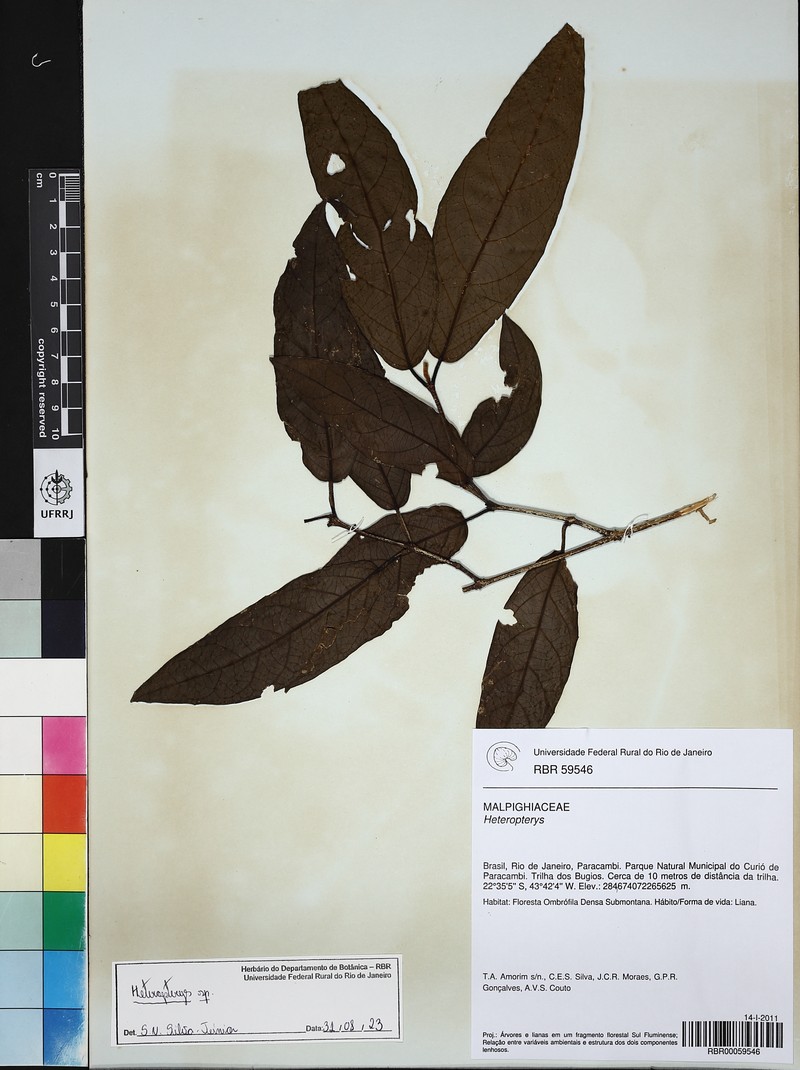 Heteropterys fragilis photo 4