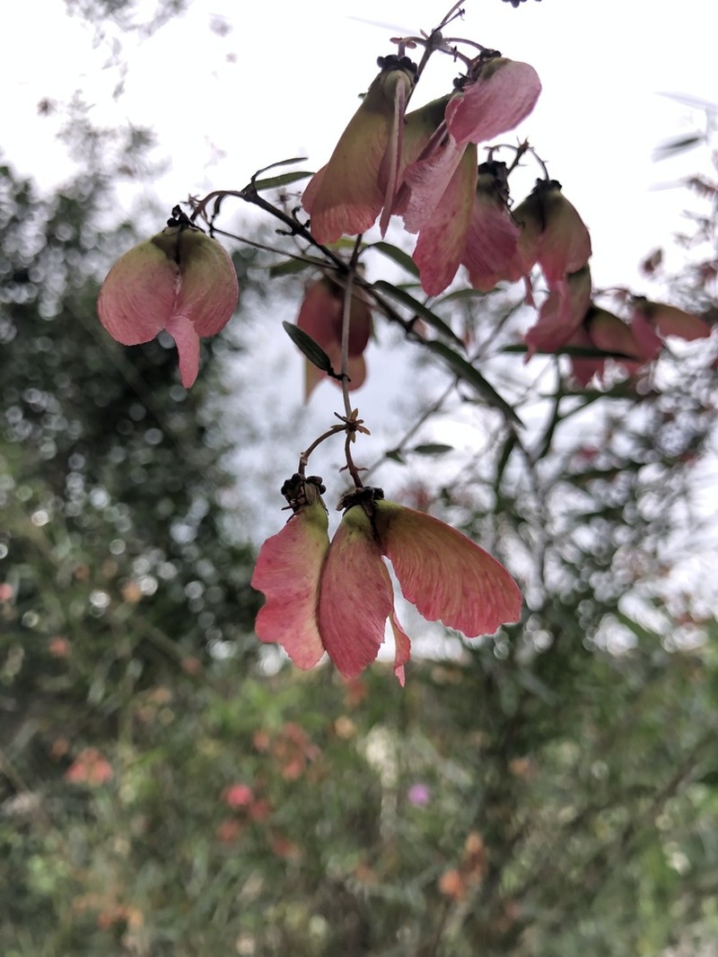 Heteropterys glabra