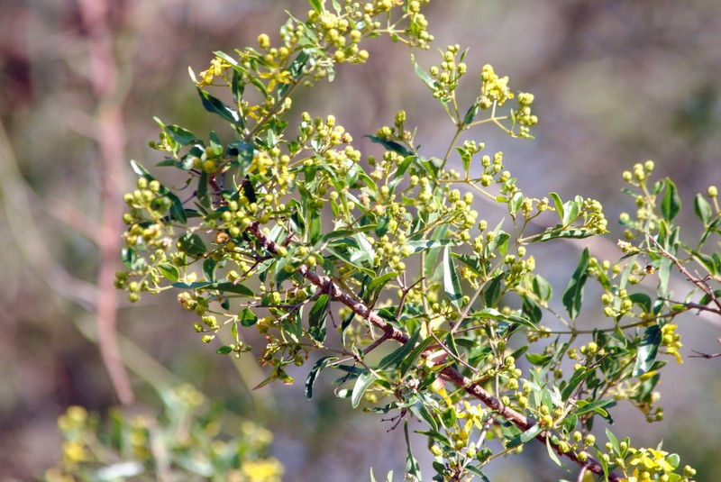 Heteropterys glabra photo 2