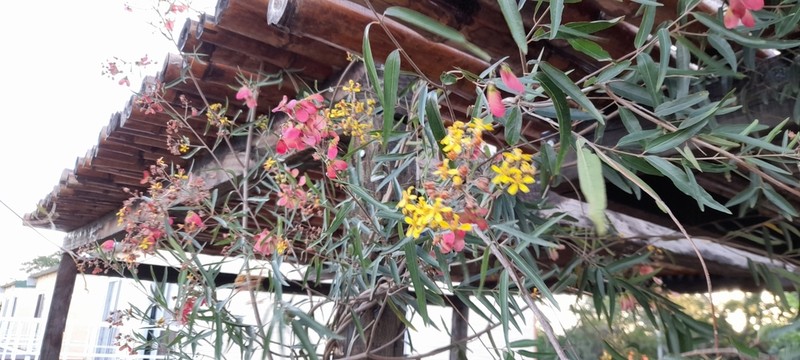 Heteropterys glabra photo 3