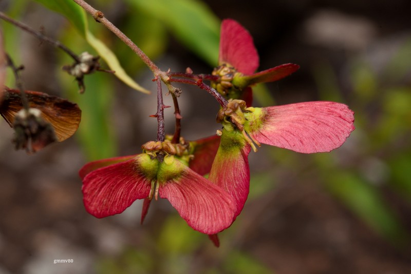 Heteropterys glabra photo 4