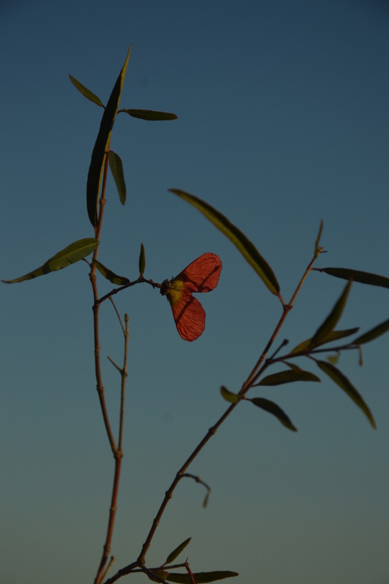 Heteropterys glabra photo 5