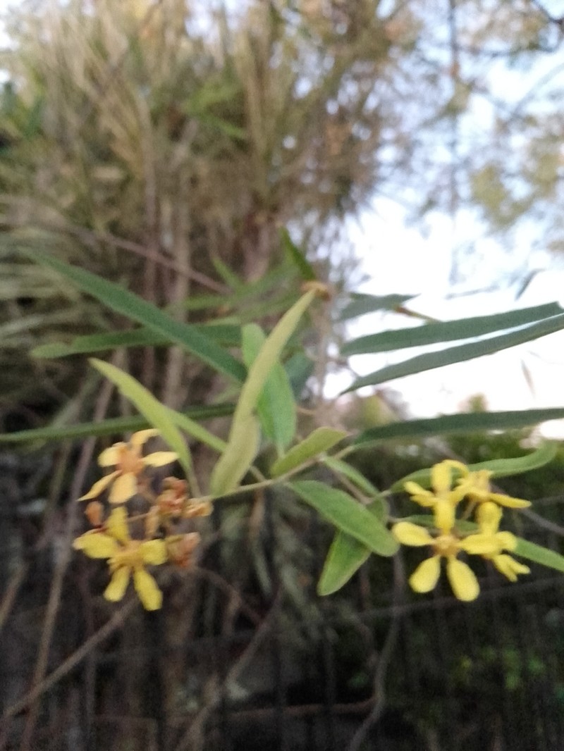 Heteropterys glabra photo 6