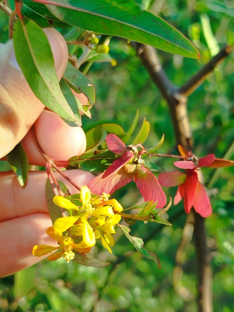 Heteropterys glabra photo 7