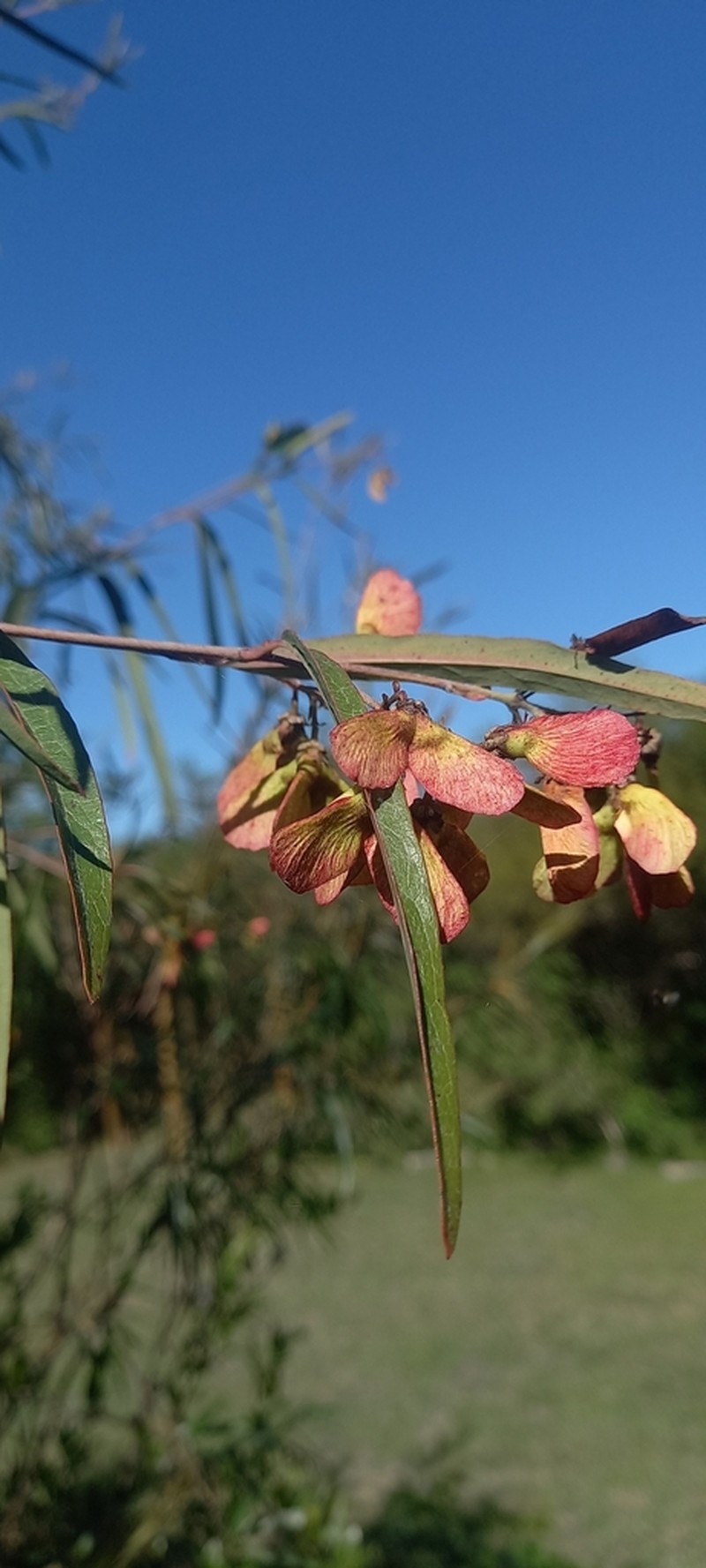 Heteropterys glabra photo 8