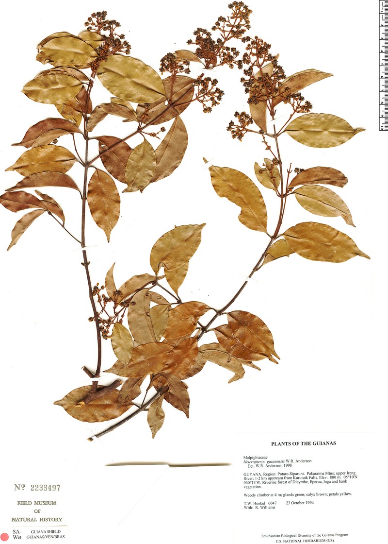 Heteropterys guianensis