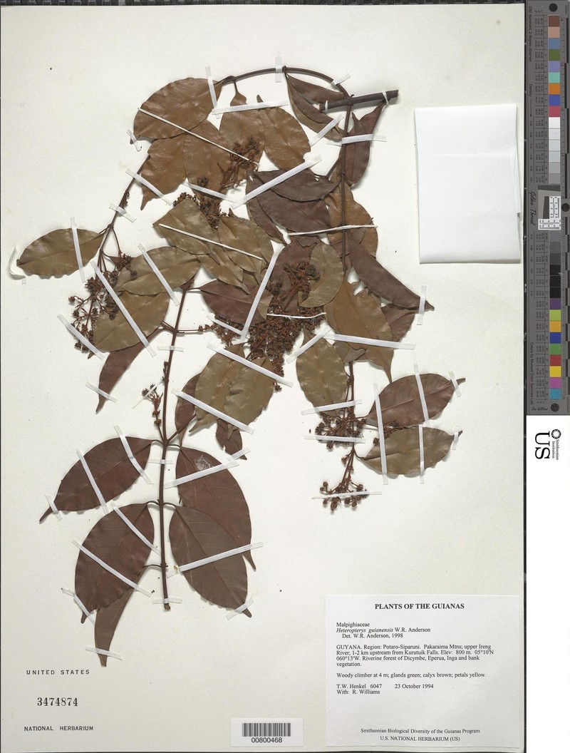 Heteropterys guianensis photo 2