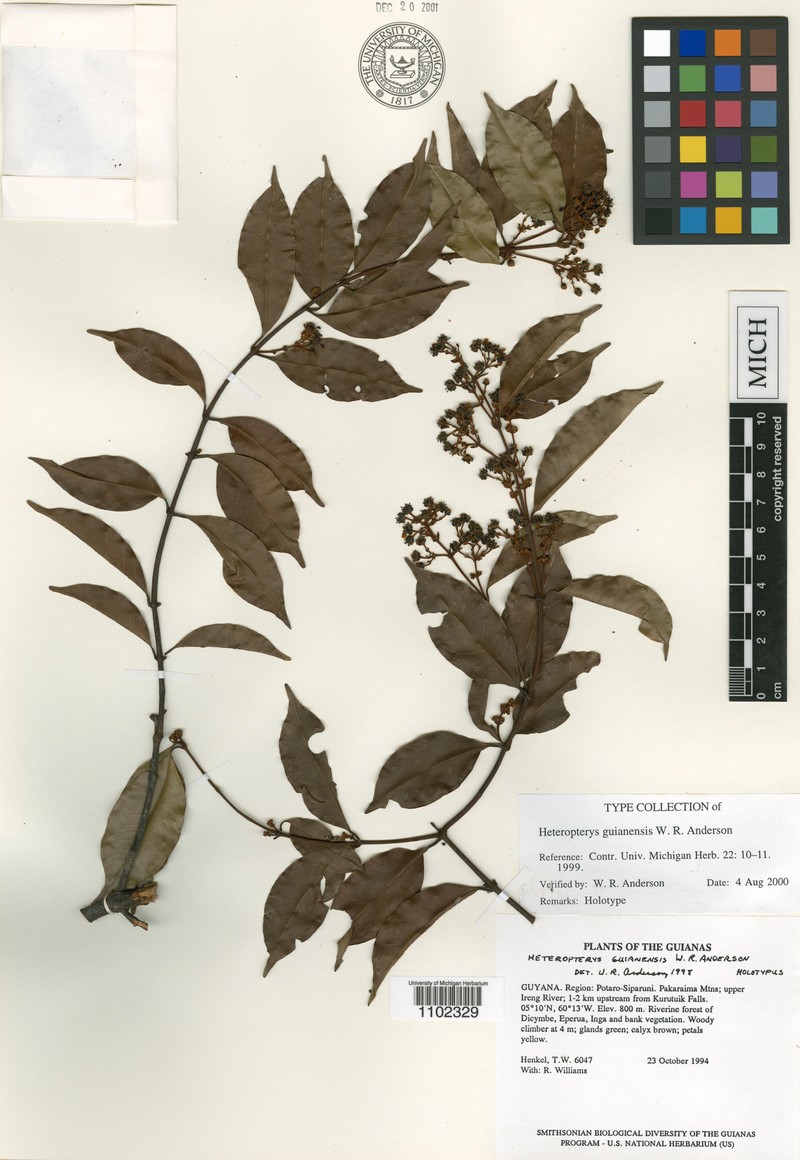 Heteropterys guianensis photo 3