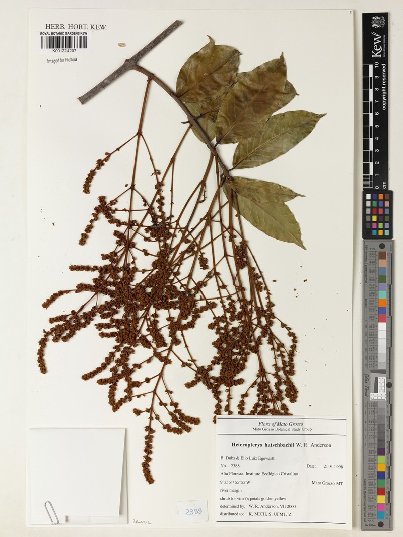Heteropterys hatschbachii