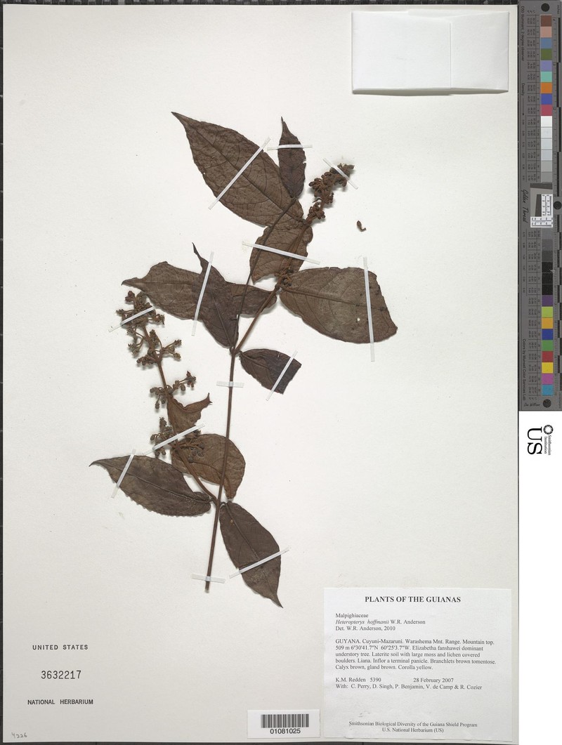 Heteropterys hoffmanii