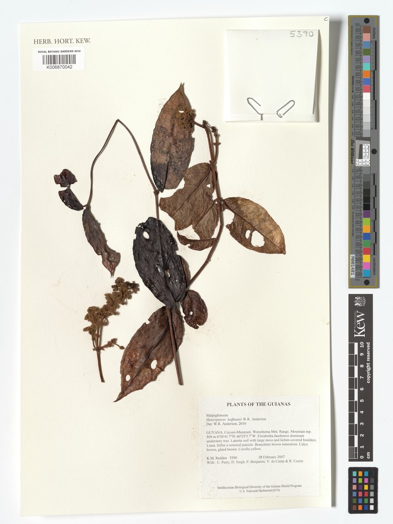 Heteropterys hoffmanii photo 2