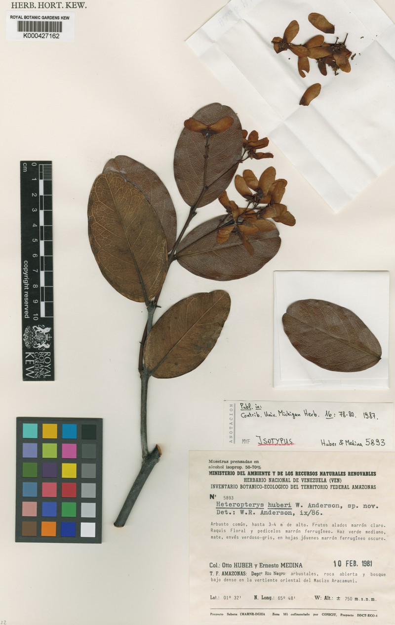 Heteropterys huberi
