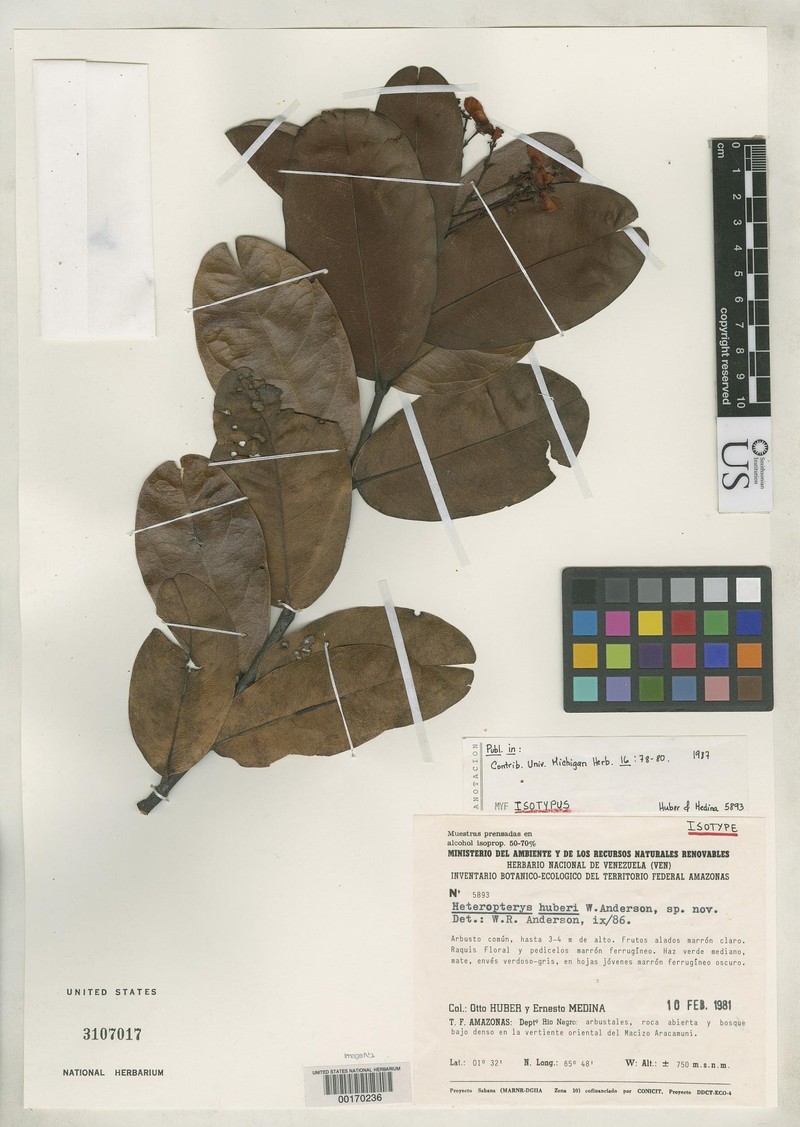 Heteropterys huberi photo 2