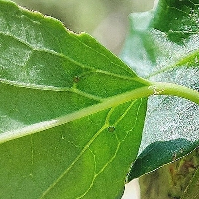Heteropterys hypericifolia