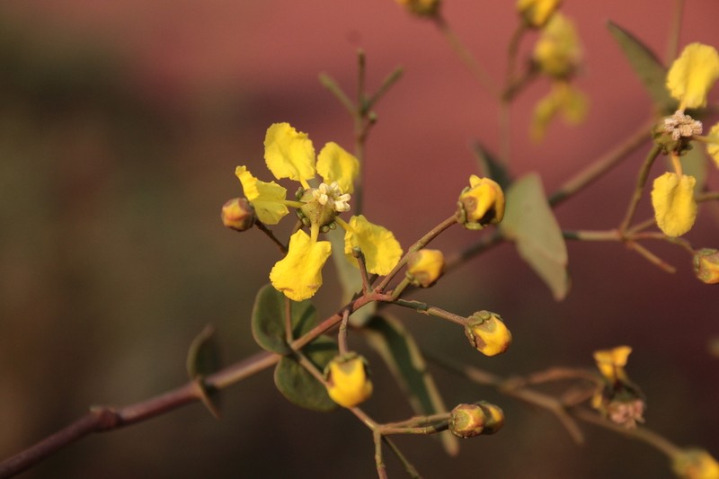 Heteropterys hypericifolia photo 2