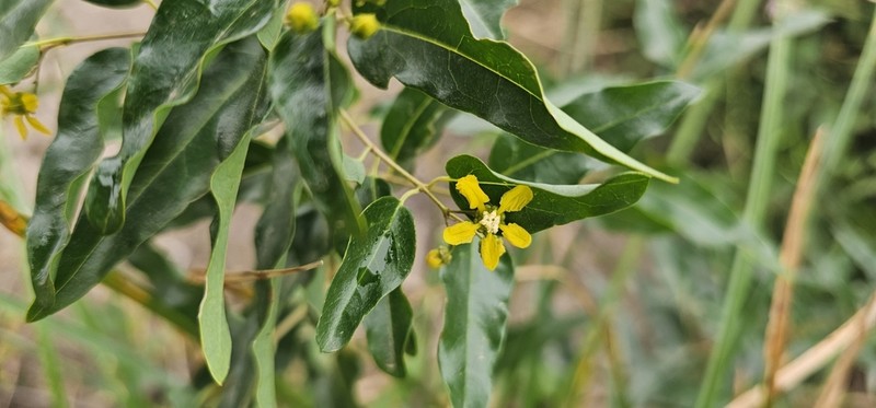Heteropterys hypericifolia photo 3
