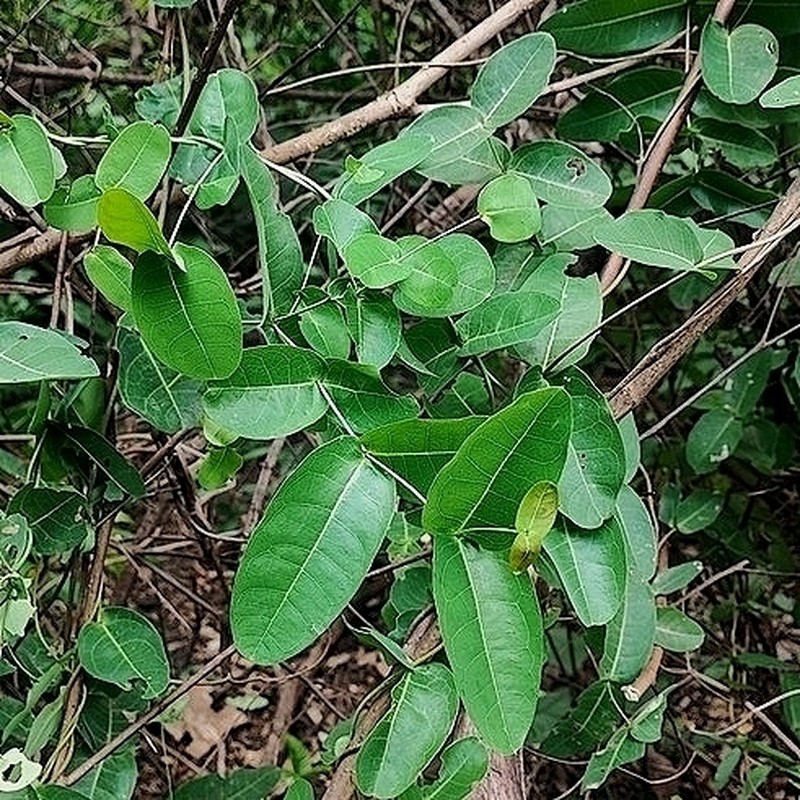 Heteropterys hypericifolia photo 4