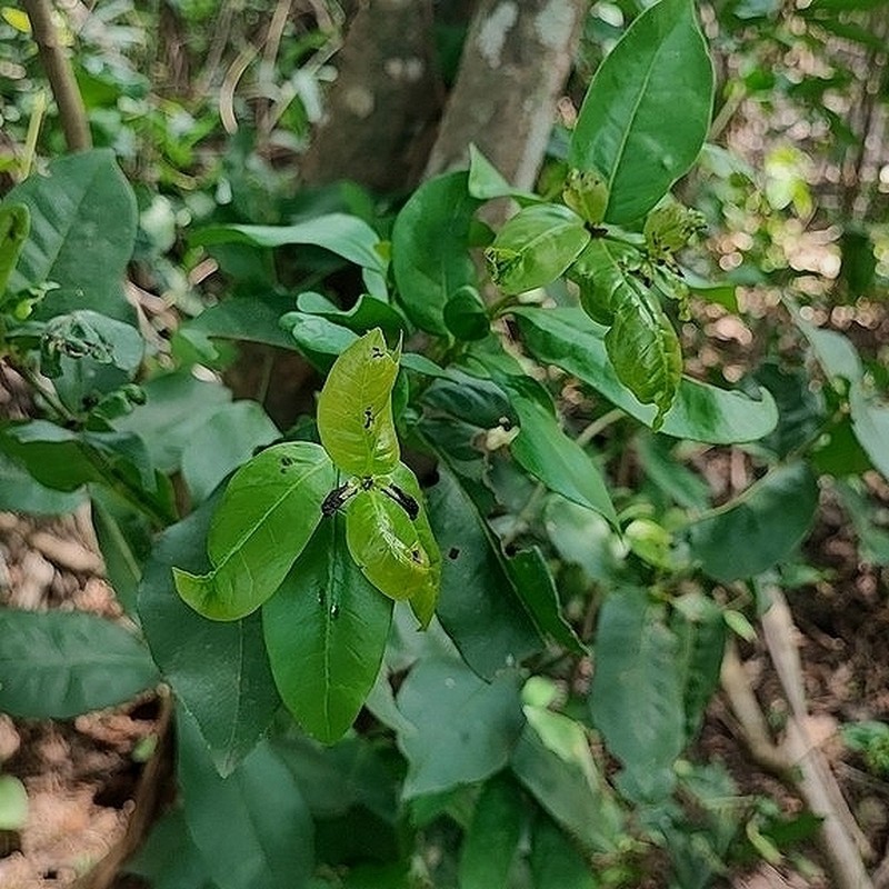 Heteropterys hypericifolia photo 5