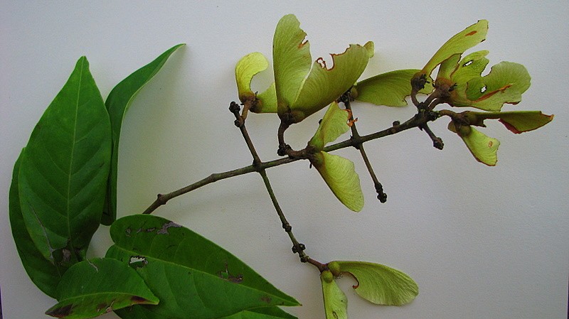 Heteropterys imperata
