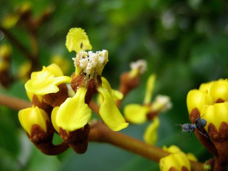 Heteropterys imperata photo 2