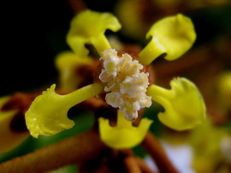 Heteropterys imperata photo 4