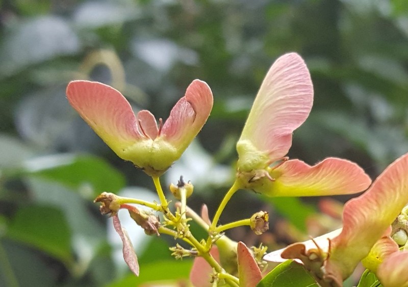 Heteropterys intermedia