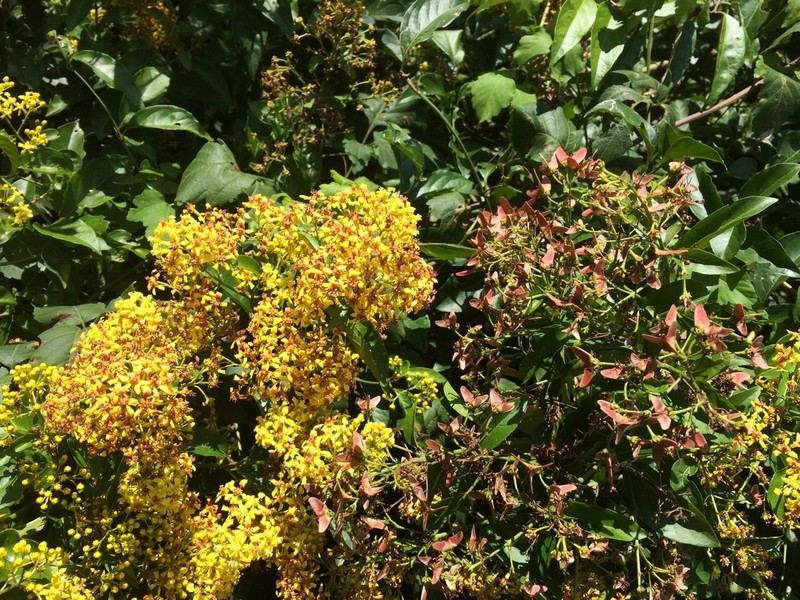 Heteropterys intermedia photo 2
