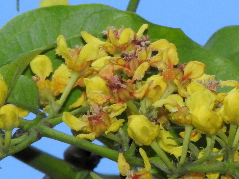 Heteropterys intermedia photo 3