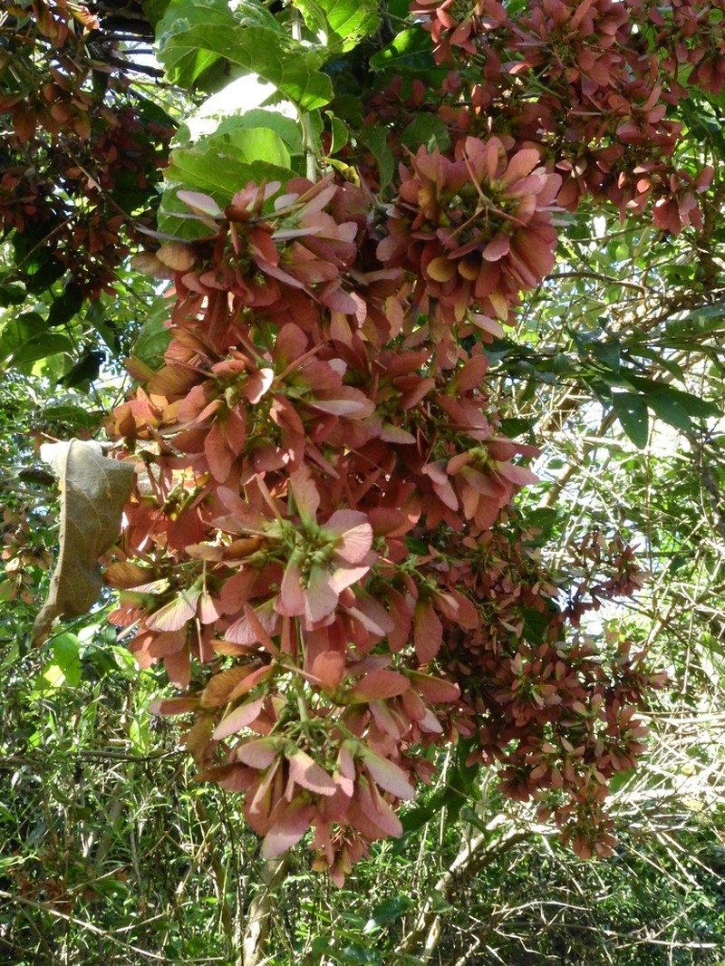 Heteropterys intermedia photo 7