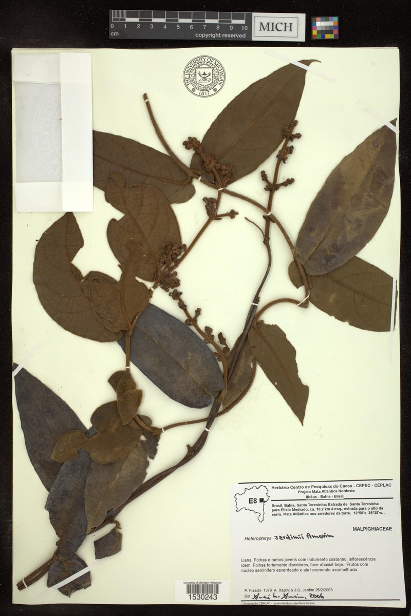 Heteropterys jardimii