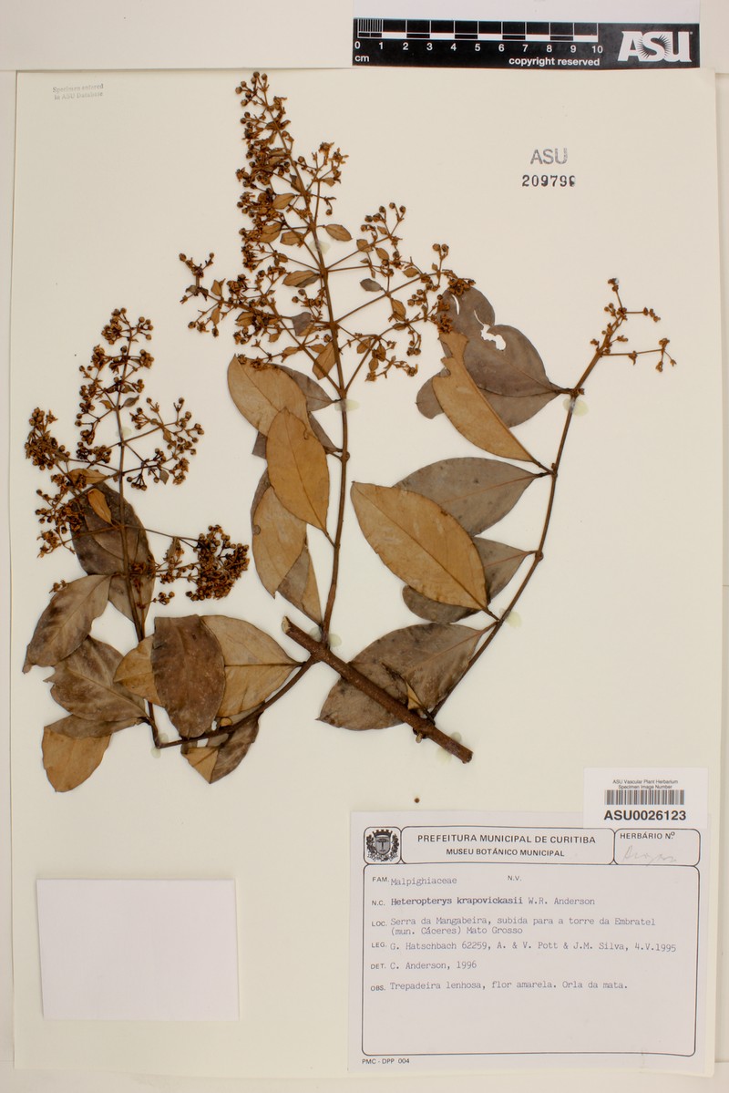 Heteropterys krapovickasii