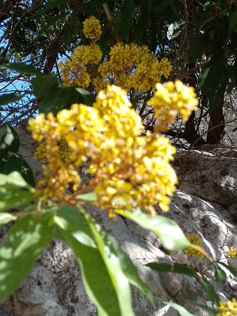 Dragon Withe photo 2