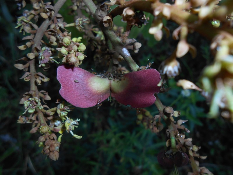Heteropterys leona