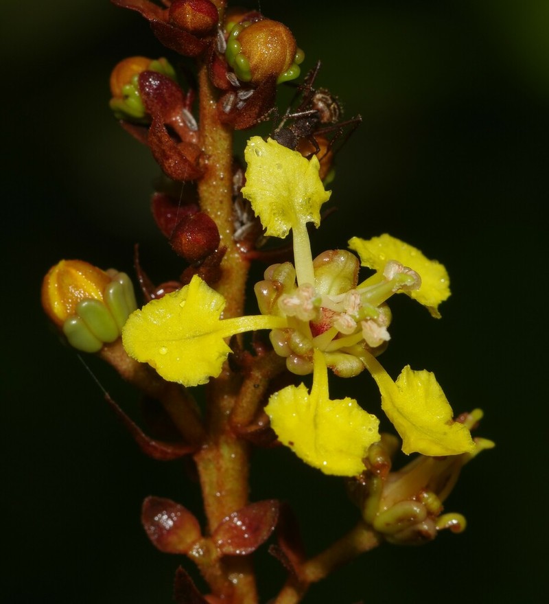 Heteropterys leona photo 2