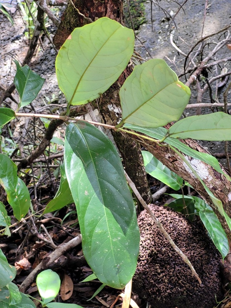 Heteropterys leona photo 3
