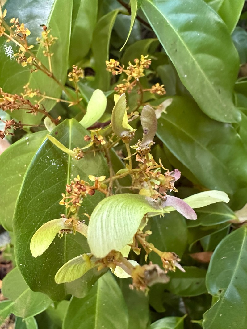 Heteropterys leona photo 8