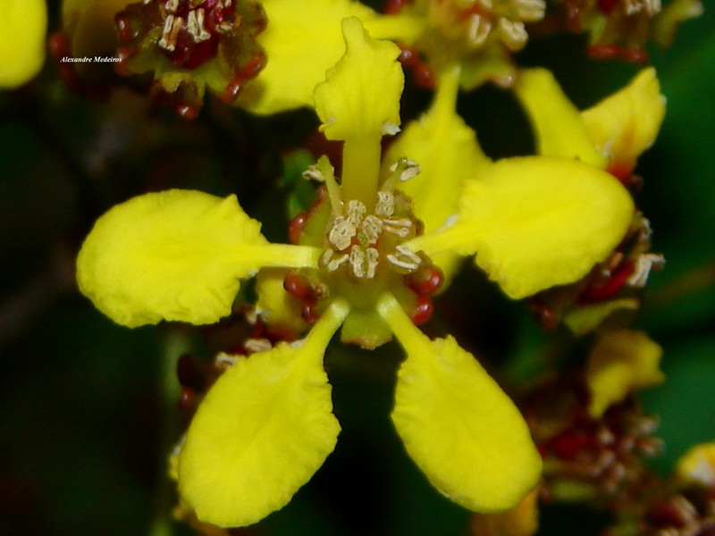 Heteropterys leschenaultiana photo 2