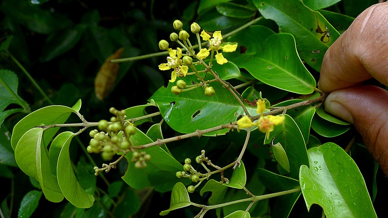 Heteropterys leschenaultiana