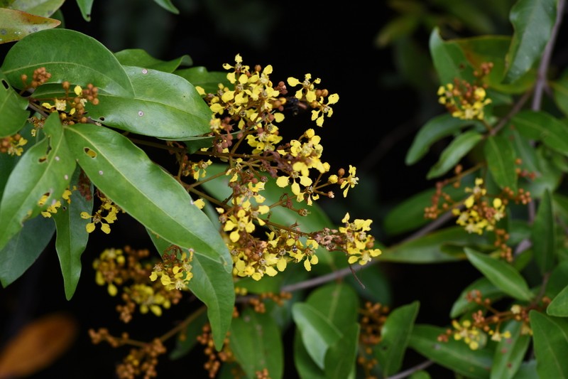 Heteropterys lindeniana