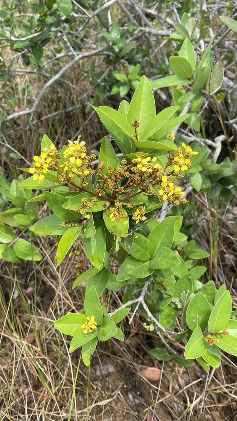 Heteropterys lindeniana photo 3