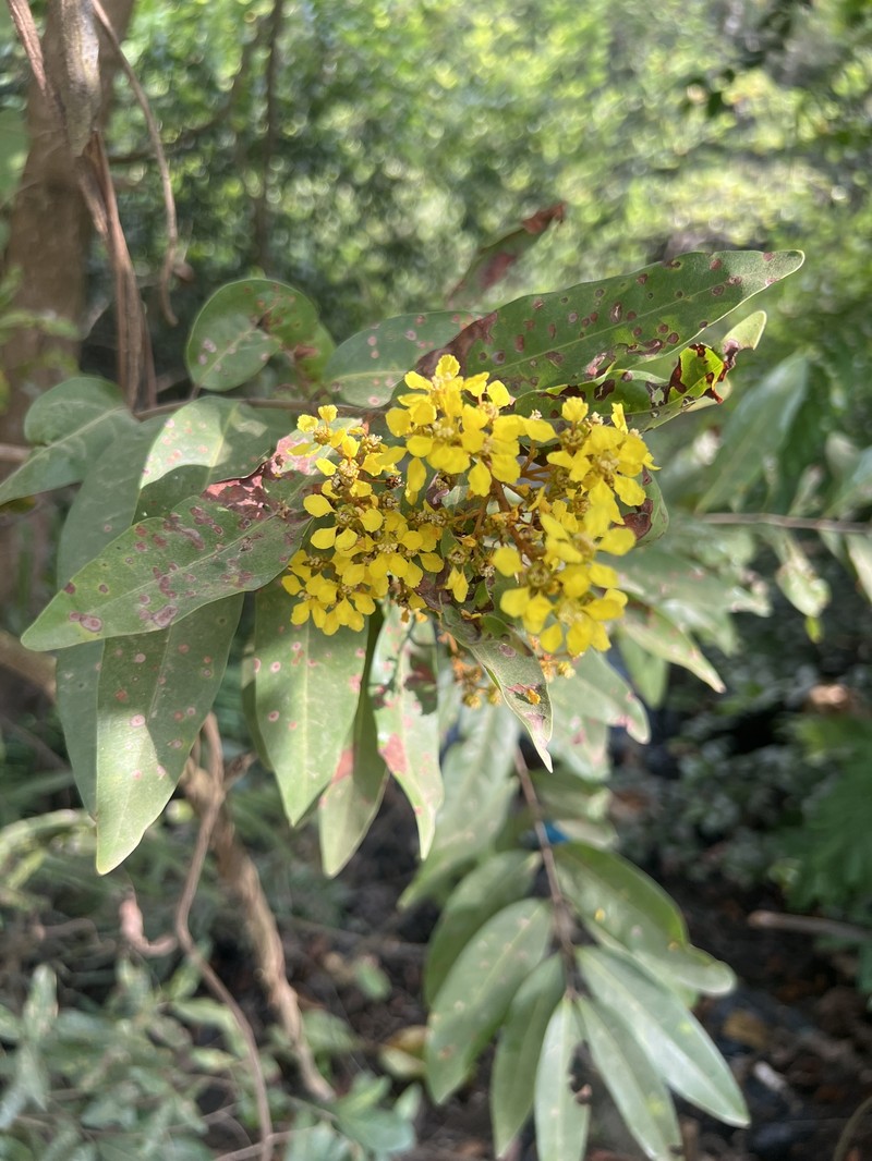 Heteropterys lindeniana photo 8